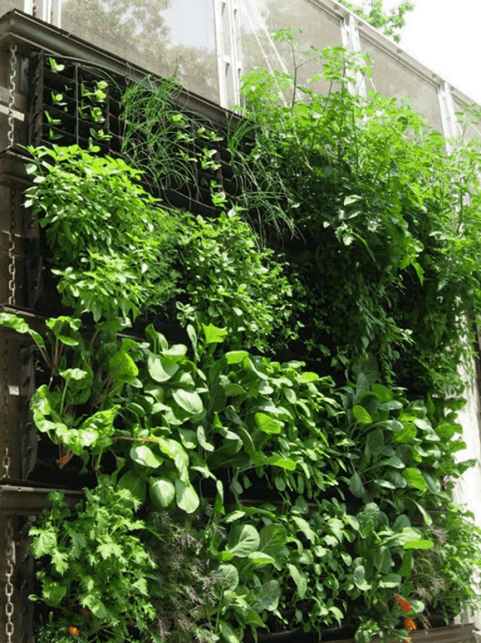 Image of an outdoor scene. A lattice wall with green vegetation growing on it.