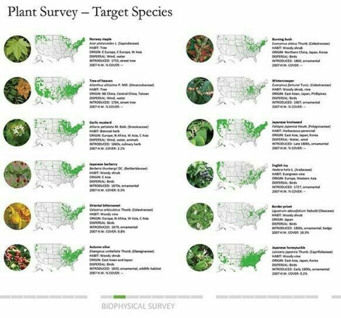 Plant survey chart of “Planning for Sustainable Forest Restoration: The Case Study of Hartley Wood in the Arboretum at Penn State"