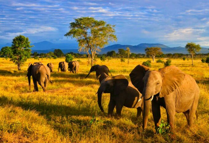 Elephants on a plain in Tanzania