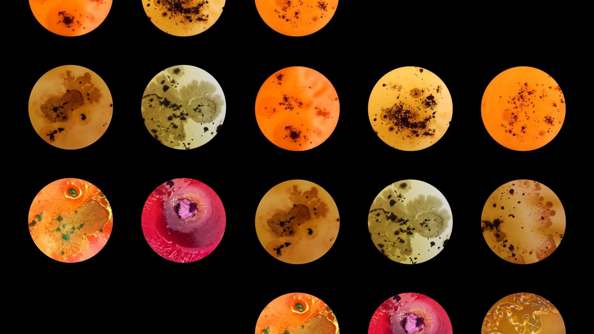 A photographic series of circular sample images explores the growth of microbial communities in soil samples from bore holes in Centralia, PA.