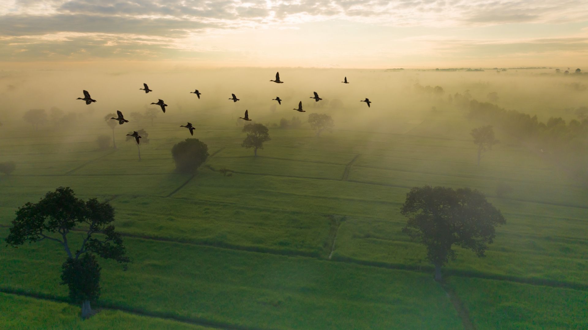 Computer generated overhead view of a lush, green agricultural landscape dotted with trees and shrouded in morning fog; the sun is peeking above the horizon and a flock of geese is flying above the scene.