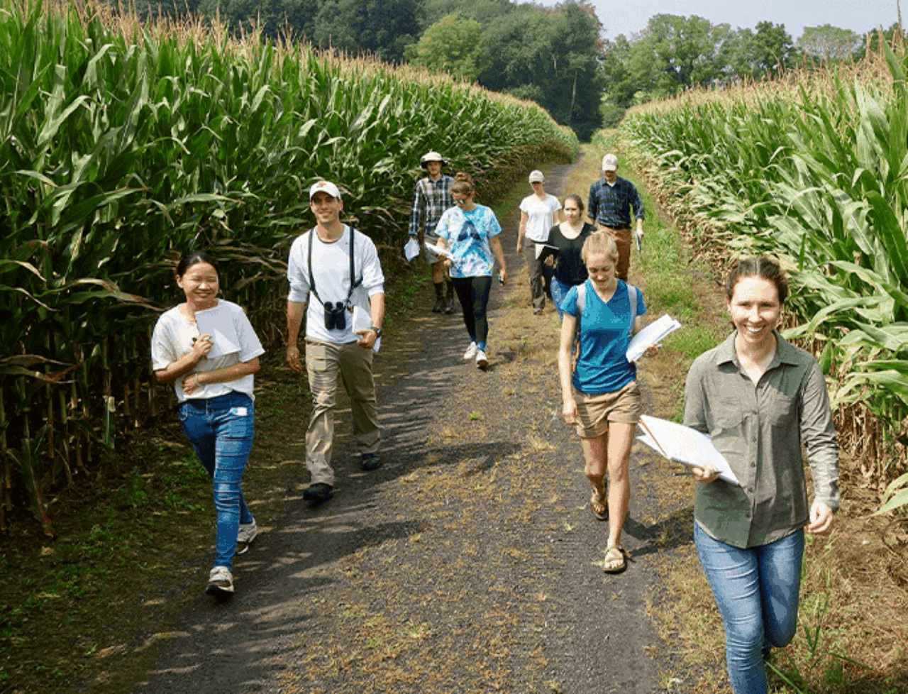 EplusD students walking with notebooks along a road surrounded by cornfields.