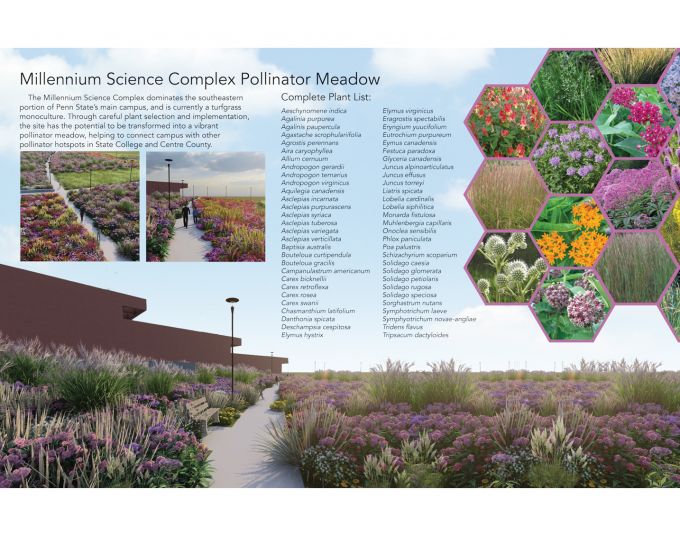 Photos, text, and a rendering of a landscape of Grace Stewart's Millennium Science Complex Pollinator Meadow project.