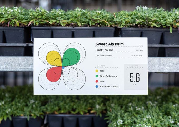 A tray of plant seedlings with a sign indicating the type of plant and instructions on how to take care of it.