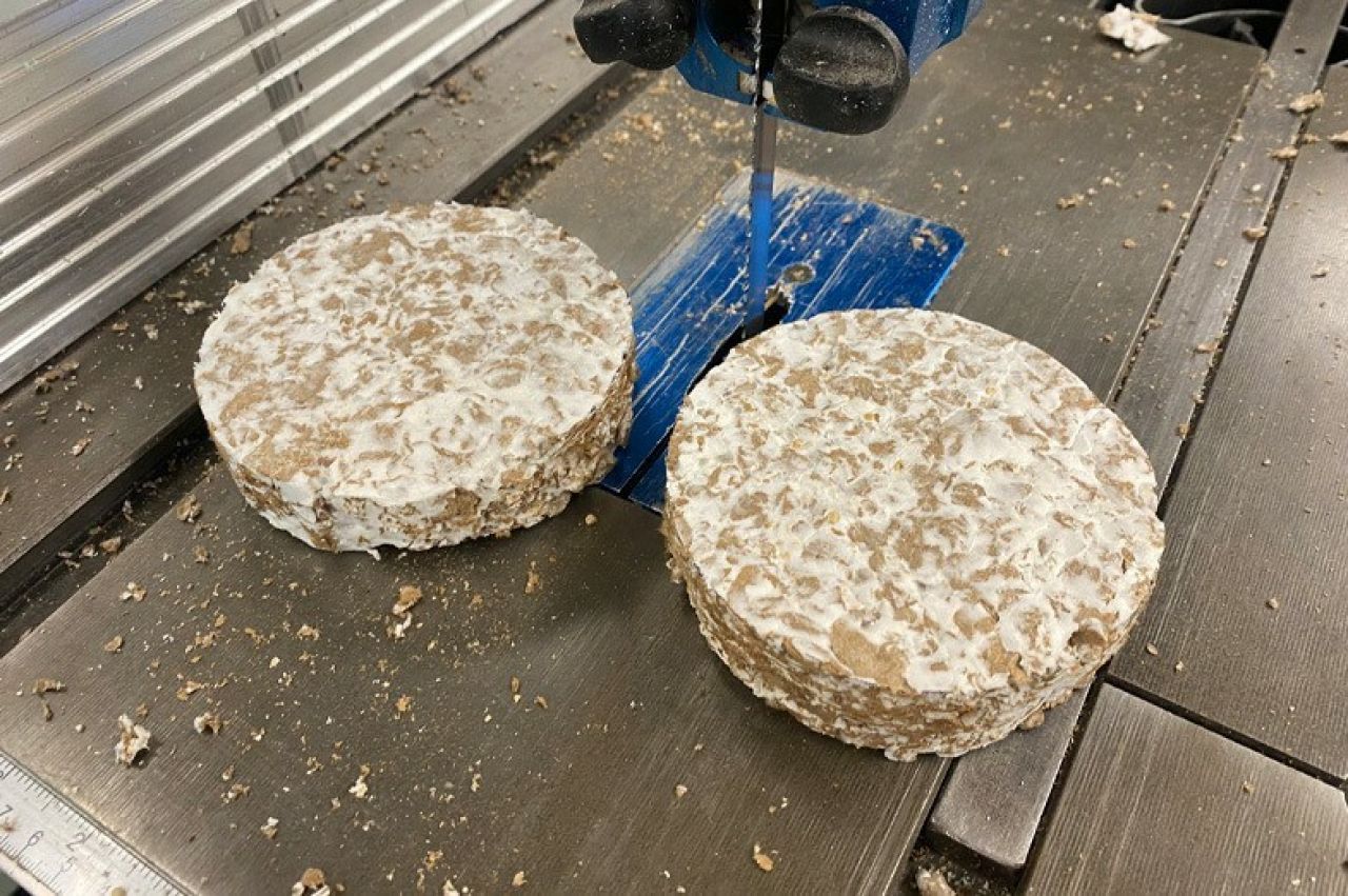 Samples of mycelium being grown on biomaterials are shown on the platform of a table saw.