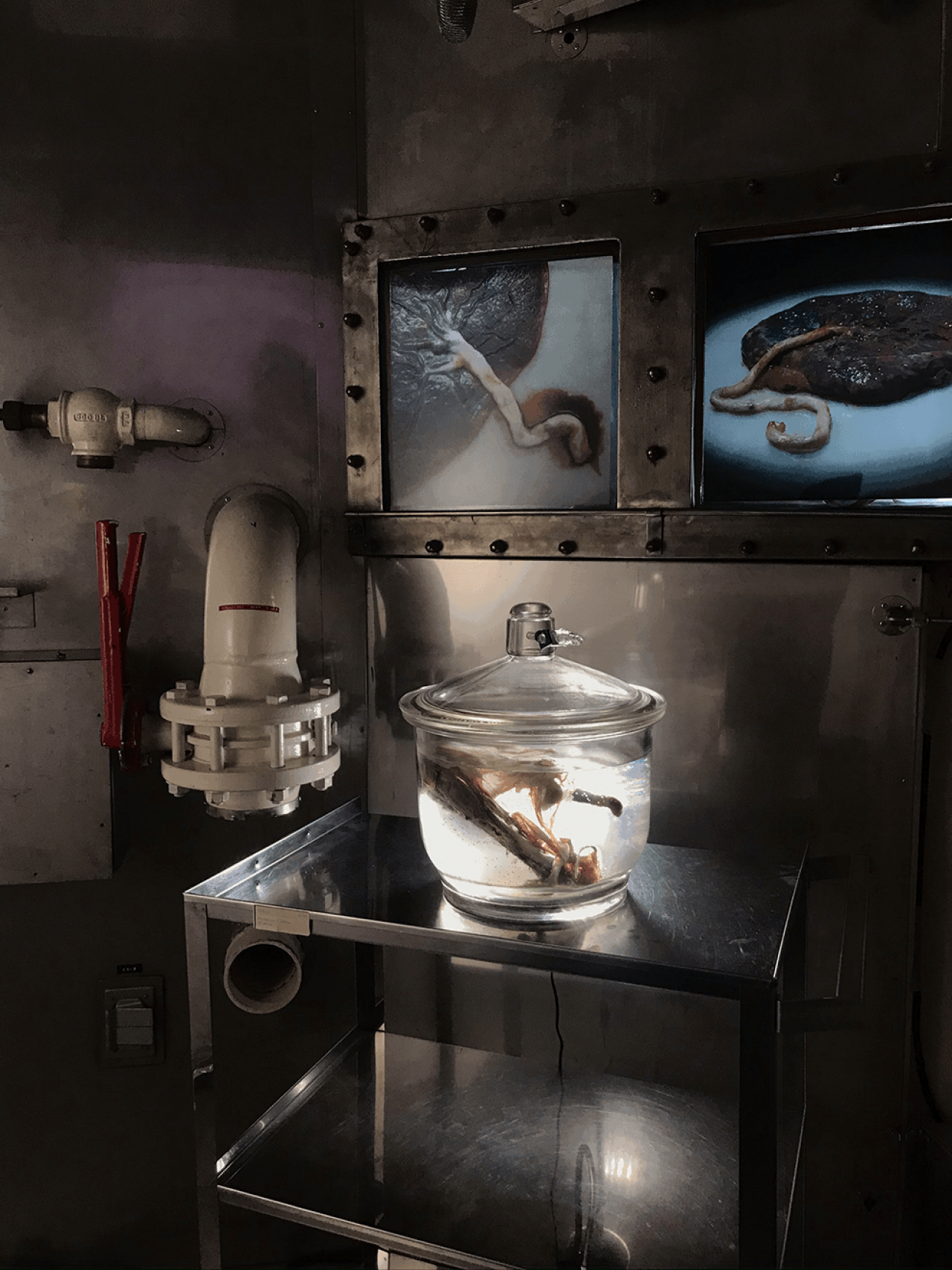 Placenta underground