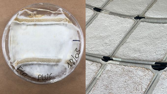 A split-screen image of mycelium growing on a piece of fabric in a petri dish at right and a close-up of the mycelium full-grown on panels of an architectural structure at right.