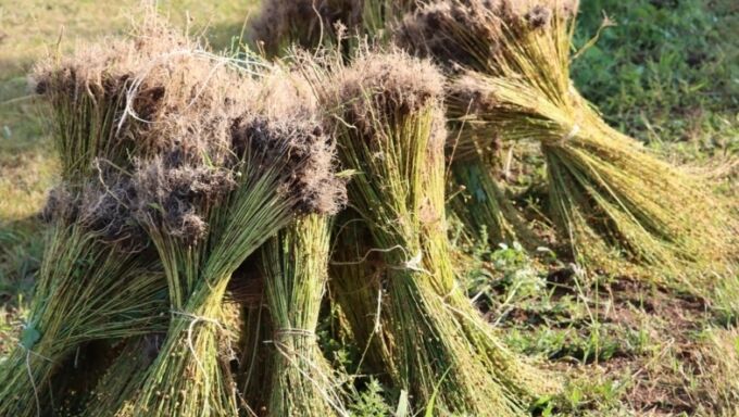 Bundles of flax in field