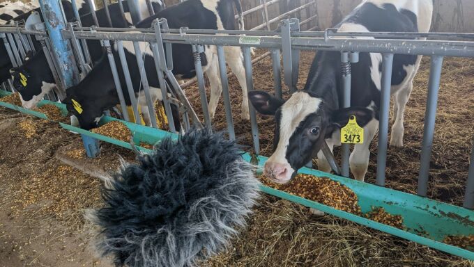 A microphone with a fuzzy cover is placed in front of a cow being milked.