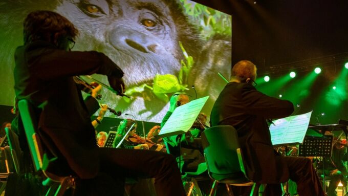String musicians are shown up close playing violins while a screen in the background shows an orangutan eating leaves.