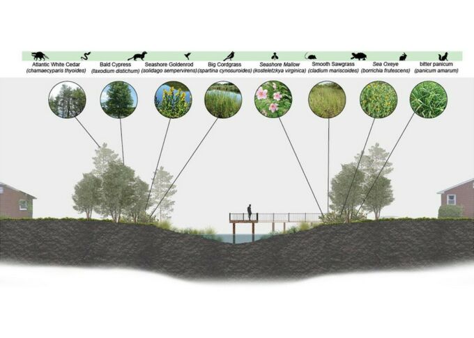A graphic that shows green infrastructure and habitat occupying the space of former drainage ditches in Hampton, VA.
