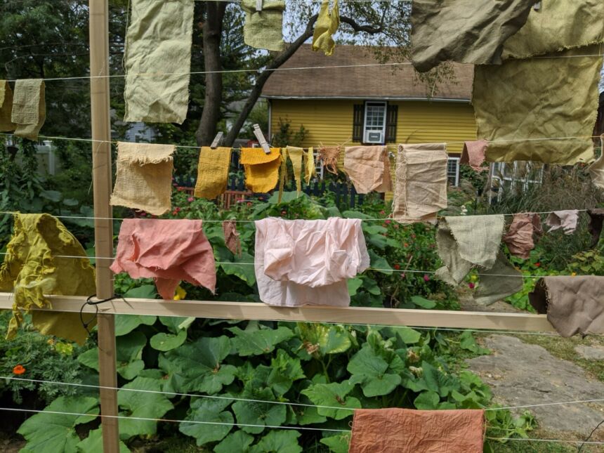 Helen O'Leary's dye garden
