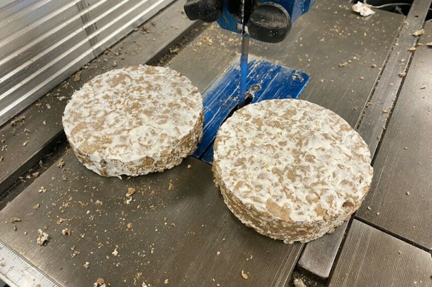 Samples of mycelium being grown on biomaterials are shown on the platform of a table saw.