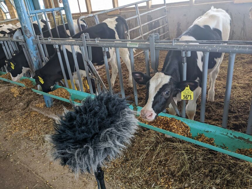 A microphone with a fuzzy cover is placed in front of a cow being milked.
