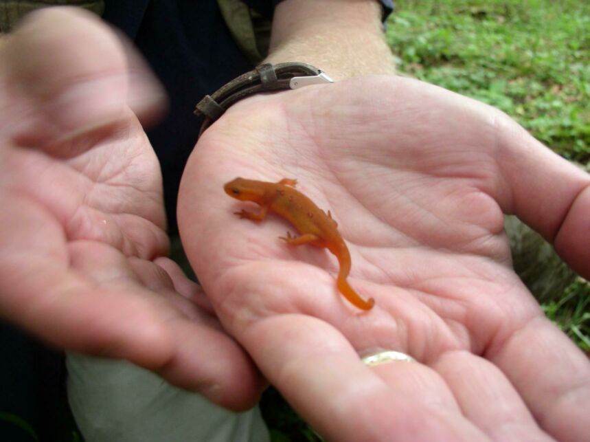 Photo of a tiny, red-spotted newt resting in the palm of a person's hand.
