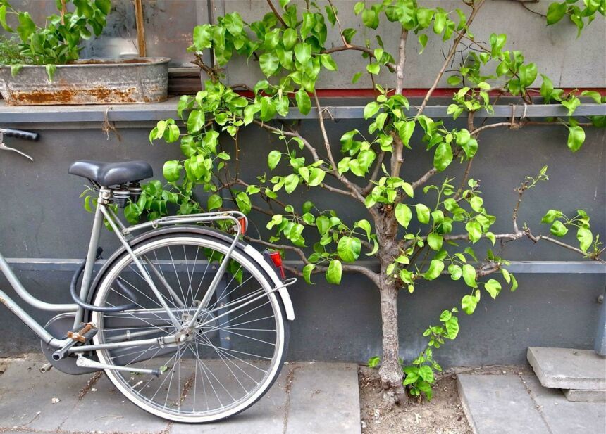 Bicycle parked against a grey building and a sapling on a city sidewalk.
