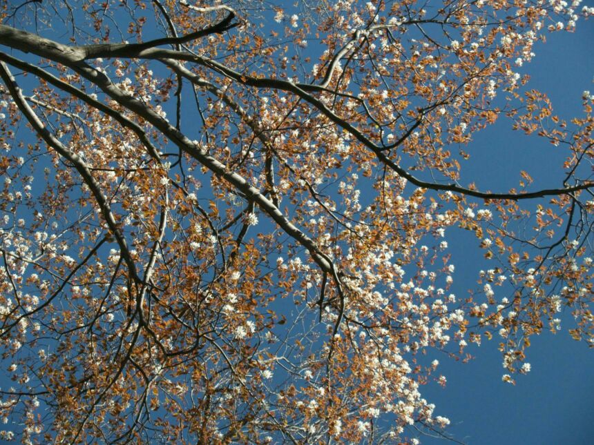 Photo of several flowering tree branches.